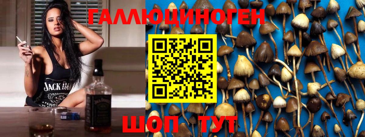 Псилоцибиновые грибы Psilocybe  Вход с VPN  Бийск 